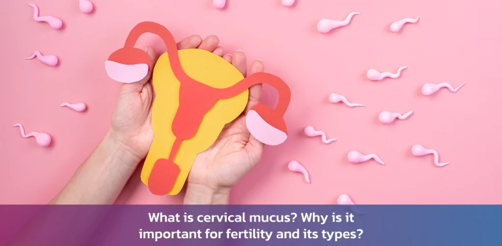 Cervical Mucus Types and Fertility Role