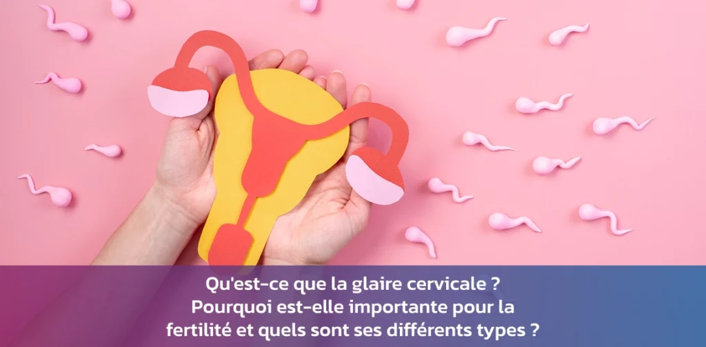Types De Glaire Cervicale et Leur Rôle Dans La Fertilité