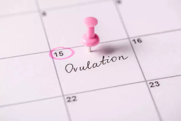 Ovulation calculator